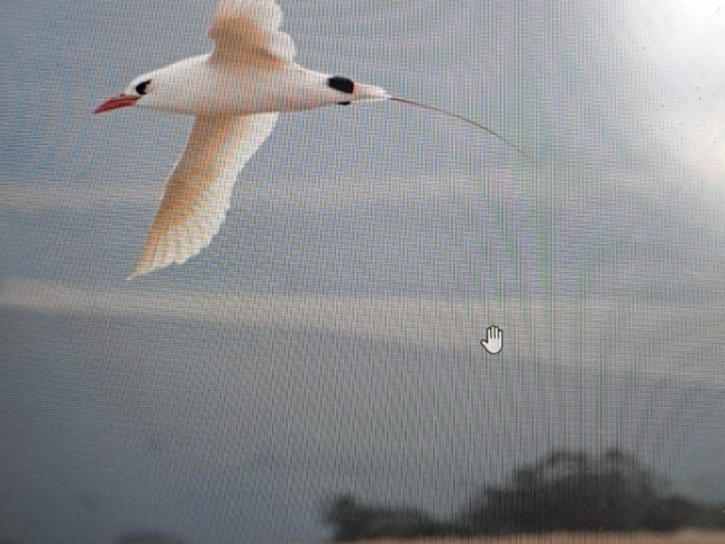 The first record of Red-tailed Tropicbird seen by Eugene Hahndinck at Voelvlei